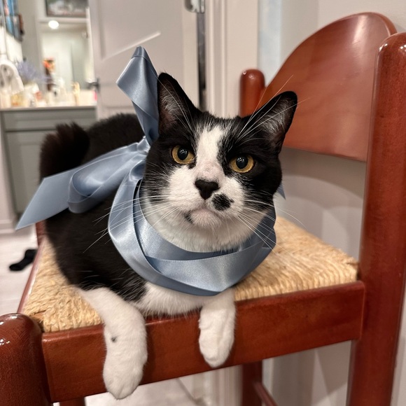 Meet your Posher, Caitlin - Picture 3 of 4